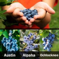 3-in-1 Blueberry Bush (Southern Highbush) -Fruit Tree Shop 3 up Southern 2 Austin