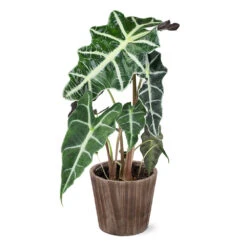 Alocasia Polly With Decorative Pot 10 Alocasia Polly With Decorative Pot -Fruit Tree Shop 5IN Brown Wilson with Alocasia Poly