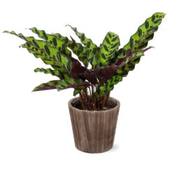 Calathea Rattlesnake With Decorative Pot -Fruit Tree Shop 5IN Brown Wilson with Calathea Rattlesnake