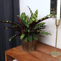 Calathea Rattlesnake With Decorative Pot -Fruit Tree Shop 5IN Brown Wilson with Calathea Rattlesnake 5