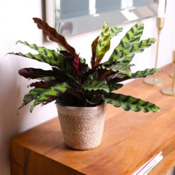 Calathea Rattlesnake With Decorative Pot -Fruit Tree Shop 5IN Brown Wilson with Calathea Rattlesnake 7