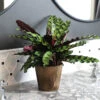 Calathea Rattlesnake With Decorative Pot