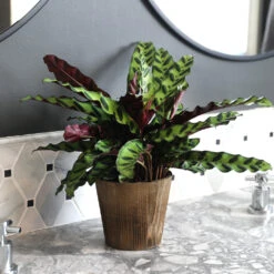 Fruit Tree Shop 35 Calathea Rattlesnake With Decorative Pot