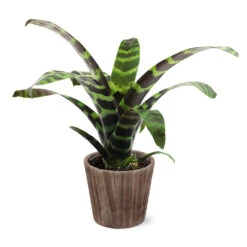 Zebra Plant In Decorative Pot -Fruit Tree Shop 5IN Brown Wilson with Splinriet Bromeliad b0b5d4a4 c8f2 40fe b317 71eca7afa132