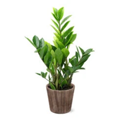 5-Inch ZZ Plant In Decorative Pot 7 5-Inch ZZ Plant In Decorative Pot -Fruit Tree Shop 5IN Brown Wilson with ZZ
