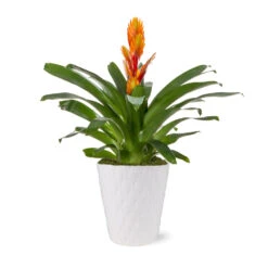 5-Inch Bromeliad In Decorative Pot -Fruit Tree Shop 5IN Evi Orange Intenso Bromeliad with Moss Topping