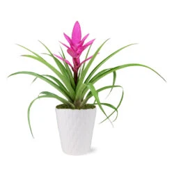 5-Inch Bromeliad In Decorative Pot -Fruit Tree Shop 5IN Evi Pink Antonio Bromeliad with Moss Topping 1