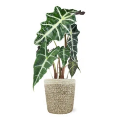 Alocasia Polly With Decorative Pot 15 Alocasia Polly With Decorative Pot -Fruit Tree Shop 5IN Jute with Alocasia Poly 39282069 e2ce 4123 89c6 404869a804ad