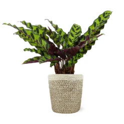 Calathea Rattlesnake With Decorative Pot -Fruit Tree Shop 5IN Jute with Calathea Rattlesnake