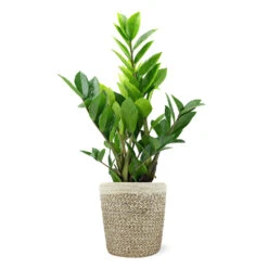 5-Inch ZZ Plant In Decorative Pot 9 5-Inch ZZ Plant In Decorative Pot -Fruit Tree Shop 5IN Jute with ZZ 1a07c7a6 5ad0 44c5 b0da 41fcc0b7d538