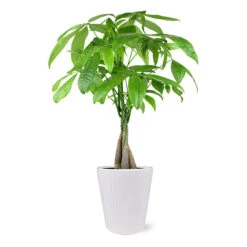 Fruit Tree Shop 37 Money Tree In White Pot