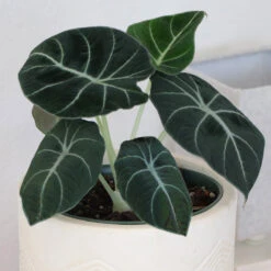 Alocasia Black Velvet -Fruit Tree Shop ALocasia Black Velvet 7
