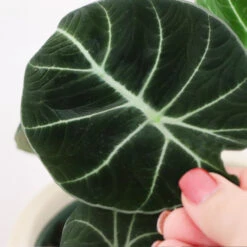Alocasia Black Velvet -Fruit Tree Shop ALocasia Black Velvet FGT 5