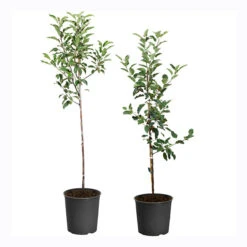 Apple Pollinator Pack