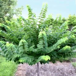 Ace Of Hearts Redbud Tree -Fruit Tree Shop Ace of Hearts 2