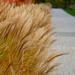 Adagio Maiden Grass -Fruit Tree Shop Adagio Madien Grass 7 FGT