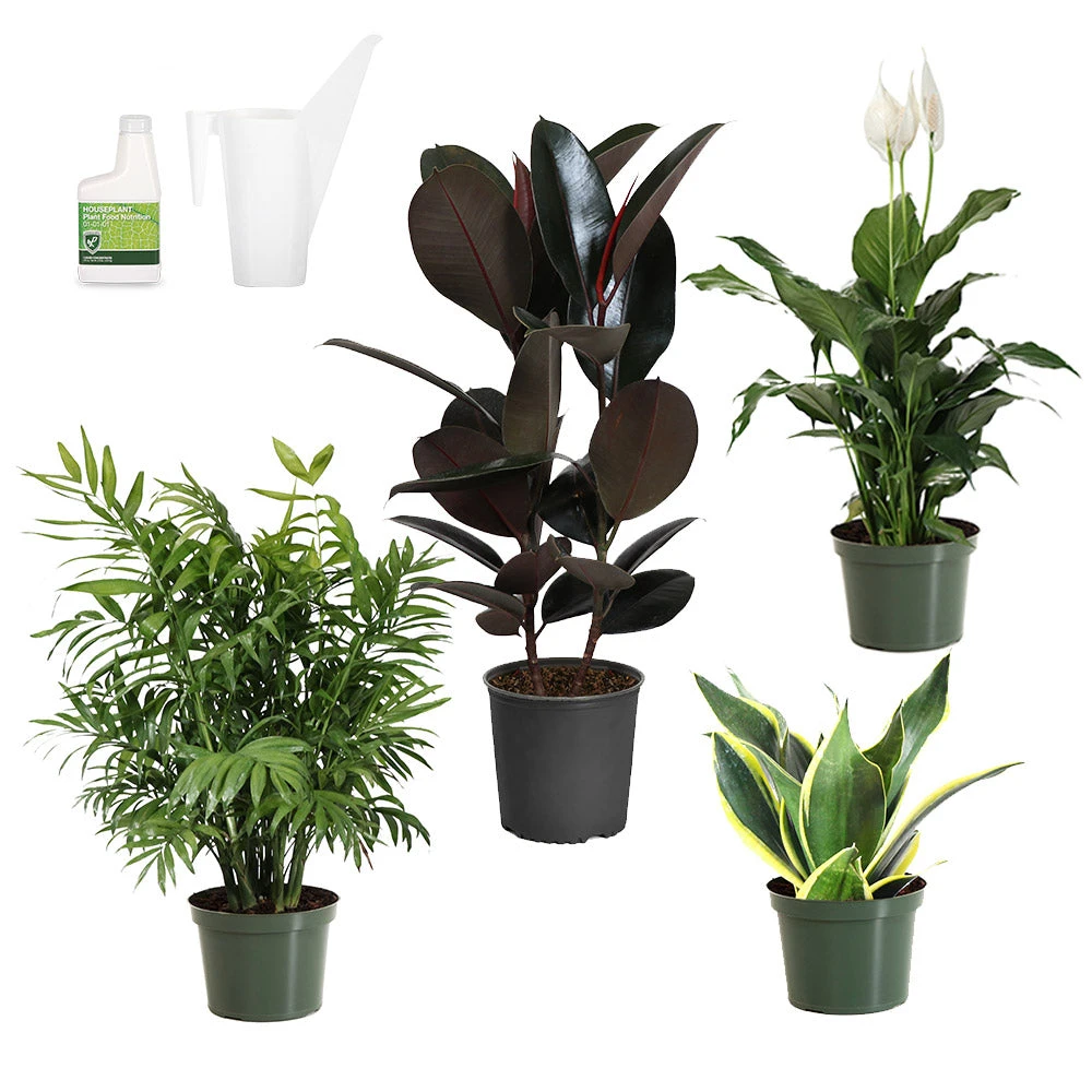 Air-Purifying House Plant Kit 2 Air-Purifying House Plant Kit - Image 2