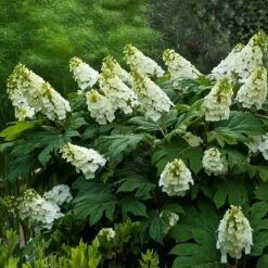 Fruit Tree Shop -Fruit Tree Shop Alice Oakleaf Hydrangea 1 FGT