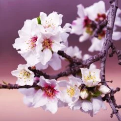 All-in-One Almond Tree -Fruit Tree Shop All in One Almond 3 213f37af fac9 49c5 8a19 0aa42ca679e9