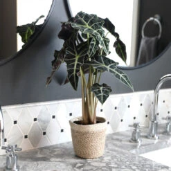 Alocasia Polly With Decorative Pot 13 Alocasia Polly With Decorative Pot -Fruit Tree Shop Alocasia 2