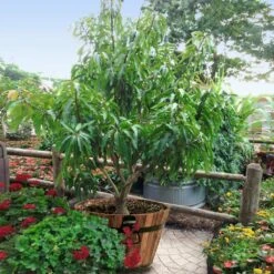 Alphonso Mango -Fruit Tree Shop Alphonso Mango 1 FGT