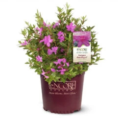 Autumn Amethyst® Encore® Azalea 5 Autumn Amethyst® Encore® Azalea -Fruit Tree Shop Amathyst Encore Azalea 1