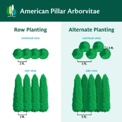 Full Speed A Hedge® American Pillar Arborvitae 13 Full Speed A Hedge® American Pillar Arborvitae -Fruit Tree Shop AmericanPillarArborvitae