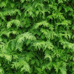 American Arborvitae -Fruit Tree Shop American Arborvitae