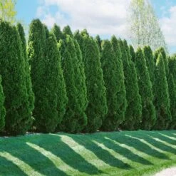 American Arborvitae -Fruit Tree Shop American Arborvitae 2 FGT