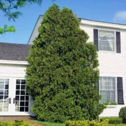 American Arborvitae -Fruit Tree Shop American Arborvitae 6