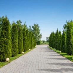 American Arborvitae -Fruit Tree Shop American Arborvitae 8 FGT
