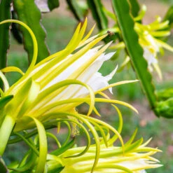 American Beauty Dragon Fruit -Fruit Tree Shop American Beauty Dragon Friuit 3