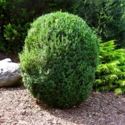 American Boxwood Shrub 10 American Boxwood Shrub -Fruit Tree Shop American Boxwood 1 FGT