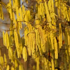 American Hazelnut Filbert -Fruit Tree Shop American Hazelnut 2