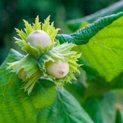 American Hazelnut Filbert -Fruit Tree Shop American Hazelnut 5 FGT