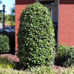 Greenleaf American Holly Shrub 9 Greenleaf American Holly Shrub -Fruit Tree Shop American Holly Greenleaf 6 FGT