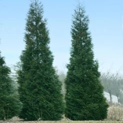 Full Speed A Hedge® American Pillar Arborvitae 9 Full Speed A Hedge® American Pillar Arborvitae -Fruit Tree Shop American Pillar Arborvitae 1