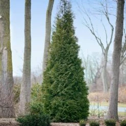 Full Speed A Hedge® American Pillar Arborvitae 10 Full Speed A Hedge® American Pillar Arborvitae -Fruit Tree Shop American Pillar Arborvitae 2