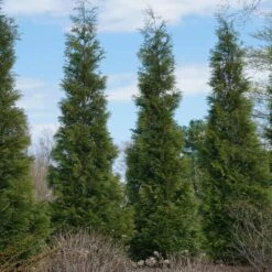 Full Speed A Hedge® American Pillar Arborvitae 11 Full Speed A Hedge® American Pillar Arborvitae -Fruit Tree Shop American Pillar Arborvitae 3