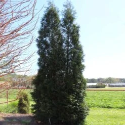 Full Speed A Hedge® American Pillar Arborvitae 12 Full Speed A Hedge® American Pillar Arborvitae -Fruit Tree Shop American Pillar Arborvitae 5 FGT