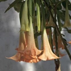 Peach Angel Trumpet -Fruit Tree Shop Angel Trumpet Vine 1 FGT