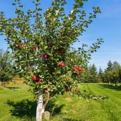 Anna Apple Tree -Fruit Tree Shop Anna Apple 5 18fd1efa 6104 495b b124 94041e7fae48