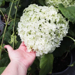 Annabelle Hydrangea Shrub -Fruit Tree Shop Annabelle Hydrangea 3