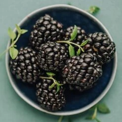 Apache Blackberry - USDA Organic -Fruit Tree Shop Apache Blackberry 450 D2 0178c099 4324 413f a424 048cda519a64