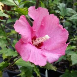 Aphrodite Rose Of Sharon Althea Shrub 6 Aphrodite Rose Of Sharon Althea Shrub -Fruit Tree Shop Aphrodite Rose of Sharon 1