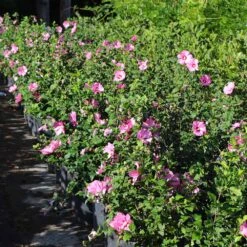 Aphrodite Rose Of Sharon Althea Shrub 7 Aphrodite Rose Of Sharon Althea Shrub -Fruit Tree Shop Aphrodite Rose of Sharon 6 FGT