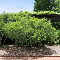 Apollo Winterberry Holly Shrub -Fruit Tree Shop Apollo WInterberry 2