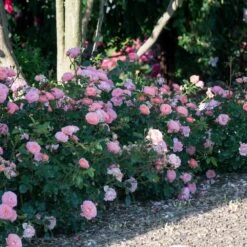 Fruit Tree Shop -Fruit Tree Shop Apricot Drift Rose 1