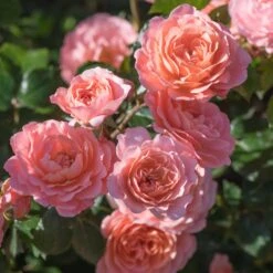 Apricot Drift® Rose -Fruit Tree Shop Apricot Drift Rose 2
