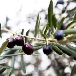 Arbequina Olive Tree - USDA Organic -Fruit Tree Shop Arbequina Olive 2 FGT 59db1ad0 ae94 44e8 a3fd ed29b67f0ba4